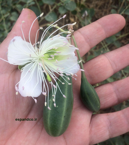 روش کاشت داشت و برداشت گیاه دارویی کاپاریس